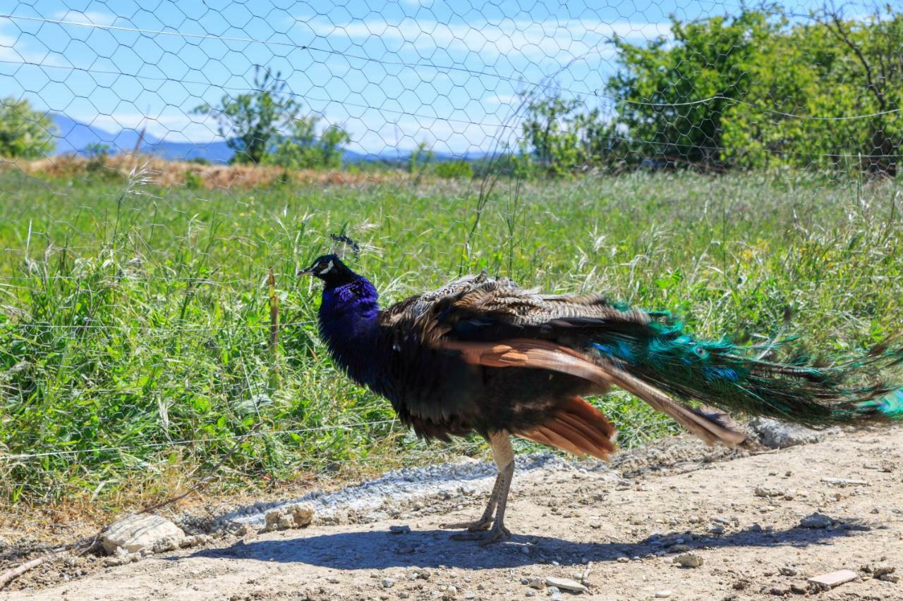Lou Mas Li Pitchoun "L'Olivade" Daire Gordes Dış mekan fotoğraf