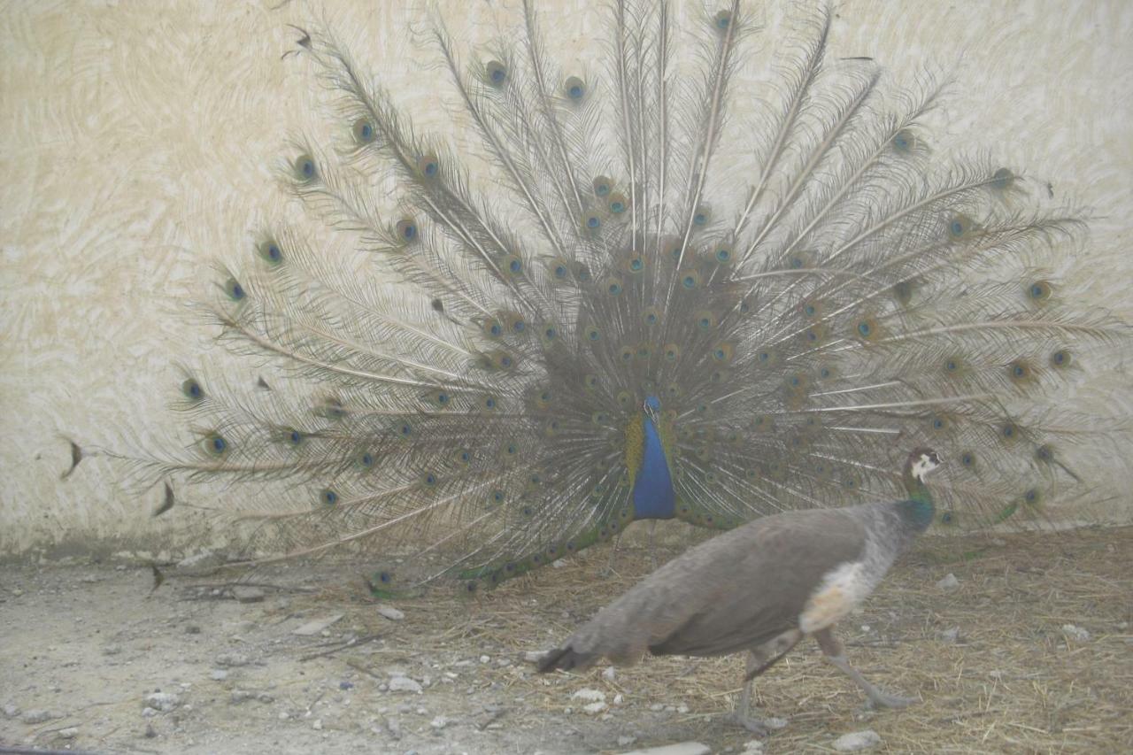 Lou Mas Li Pitchoun "L'Olivade" Daire Gordes Dış mekan fotoğraf